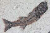 Wide Green River Fossil Fish Mural - Authentic Fossils #104585-2